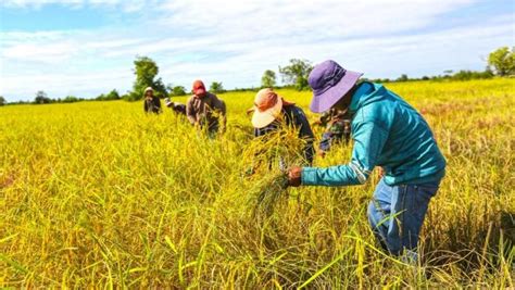 Cambodia S Rice Exports To China Up 28 In First Four Months The