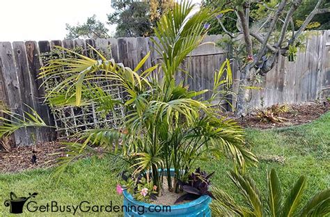 Cat Palm Plant Care Guide - How To Grow Chamaedorea cataractarum