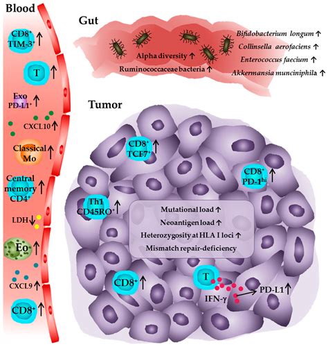 Jcm Free Full Text The Evolving Landscape Of Biomarkers For Anti Pd