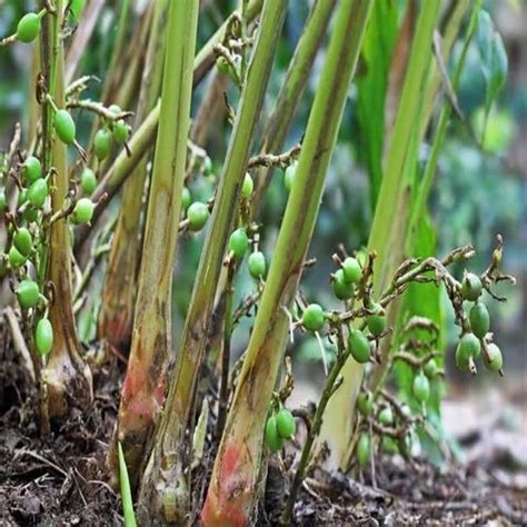 Green Cardamom Plant, For Outdoor at ₹ 29/piece in Hojai | ID: 25655691030