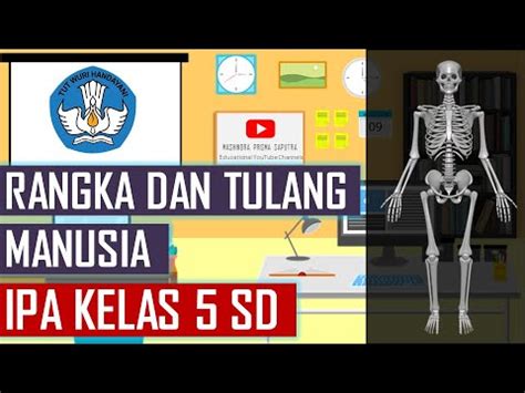 Rangka Dan Tulang Manusia IPA Kelas 5 SD YouTube