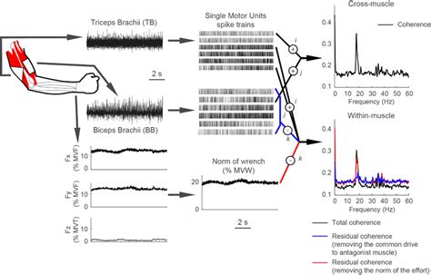 Recordings of high-density EMG signal and data analysis. High-density ...