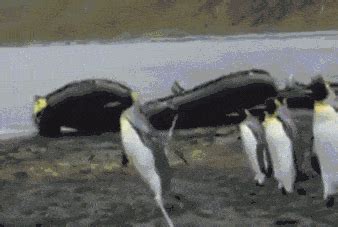 New trending GIF tagged animals fail fall trip… | Trending Gifs