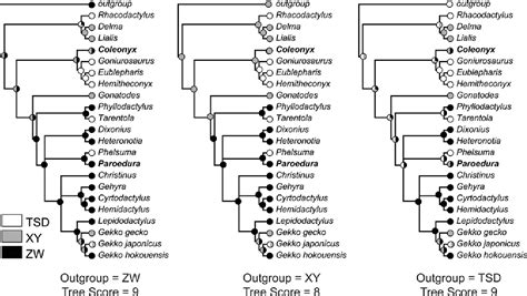 Figure 2 From A Review Of Sex Determining Mechanisms In Geckos Gekkota