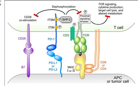 Figure 1 From Signaling Pathways And Immune Evasion Mechanisms In