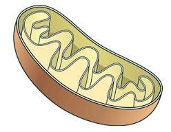 Cellular Respiration And Photosynthesis Flashcards Quizlet