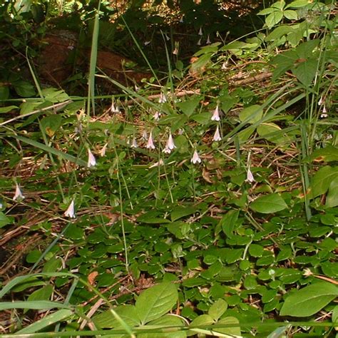 Twinflower Flower Essence - Tree Frog Farm | Flower Essences | Aromatherapy