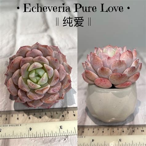 Echeveria Pure Love Rare Succulent Furniture Home Living Gardening