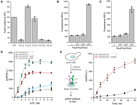 CryoEM Structure Of The Polyphosphate Polymerase VTC Reveals Coupling