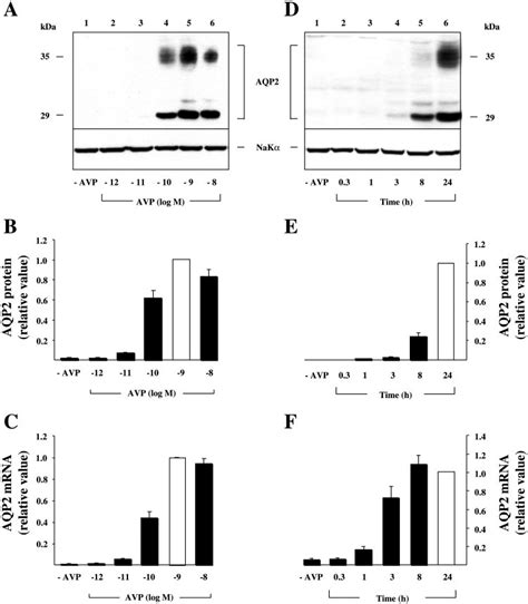 Arginine Vasopressin AVP Increases Aquaporin 2 AQP2 MRNA And