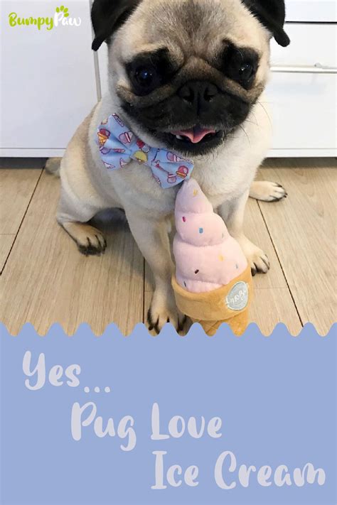 Pug Love Ice Cream Cute Dog Photos Cute Pugs Pug Love