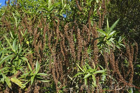 Veronica Salicifolia Photo At Pictures Of Plants Stock Image Library