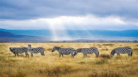 Ngorongoro Crater Tanzania Africas Garden Of Eden Best Wildlife