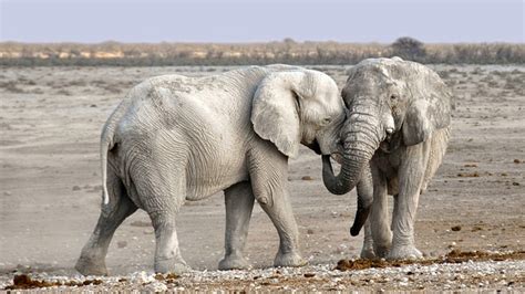 Elefante África Namíbia Foto Gratuita No Pixabay