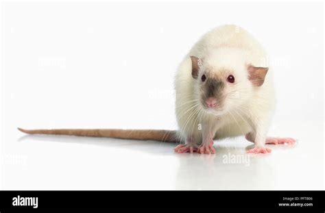 Dumbo rat, pet rat Stock Photo - Alamy