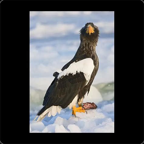 Glass Coaster Of Stellers Sea Eagle Haliaeetus Pelagicus