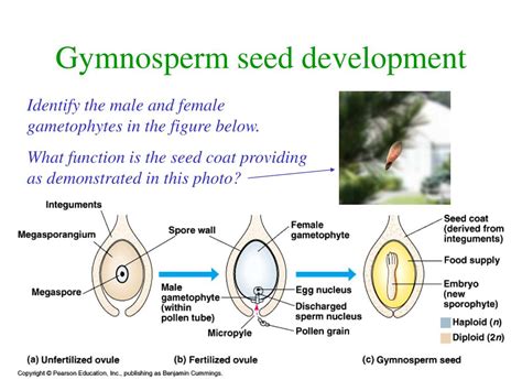 PPT - Seed Plants PowerPoint Presentation, free download - ID:204851