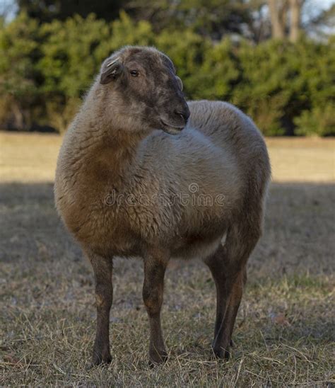 Dark Brown Katahdin Sheep Stock Image Image Of Grass 272535931