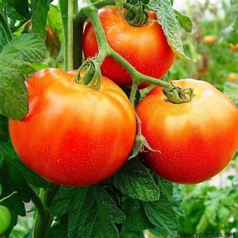 Sementes de Tomate Super Marmande Gaúcho Maçã no Empório das Sementes