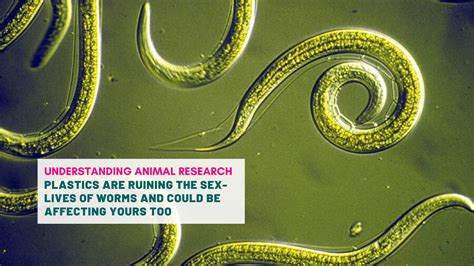 Plastics Are Ruining The Sex Lives Of Worms And Could Be Affecting