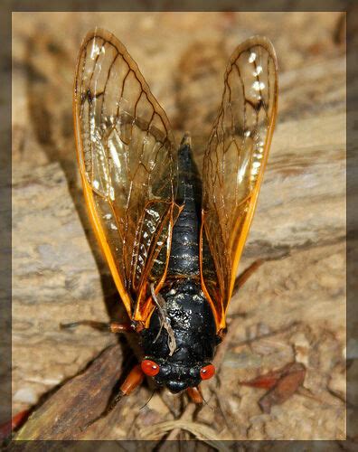 Why this bug? (symbolism of cicadas and Instar) | Uncovering Cicada Wiki | Fandom