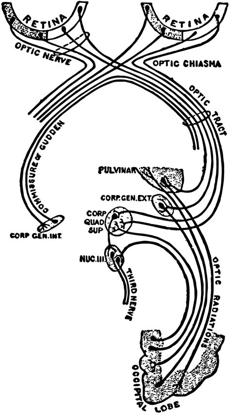 Optic Nerve and Optic Tract, vintage illustration. 13472231 Vector Art ...