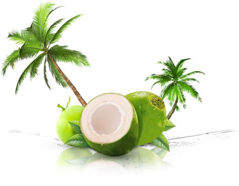 Coconut Png Images Transparent Free Download