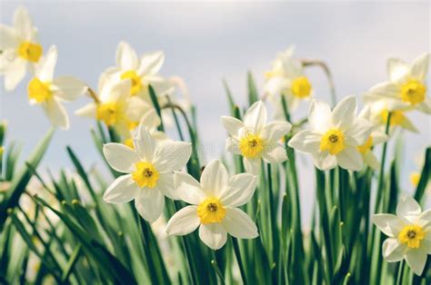 Beautiful Daffodil Flowers Growing in a Spring Garden Stock Photo ...