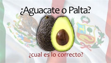 ¿palta O Aguacate ¿cuál Es El Correcto Infoagronomo