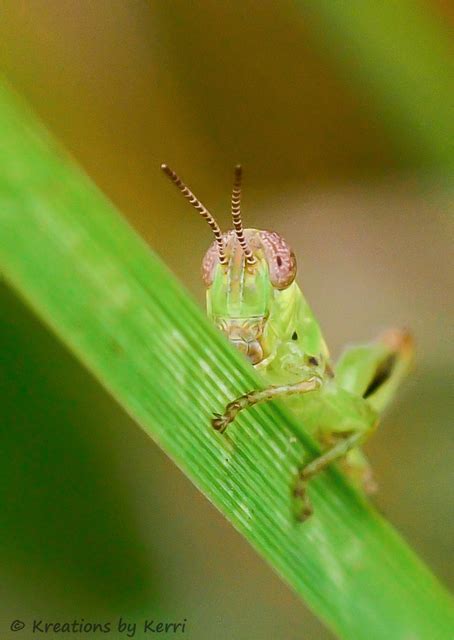 A Little Piece of Me: Baby Grasshopper