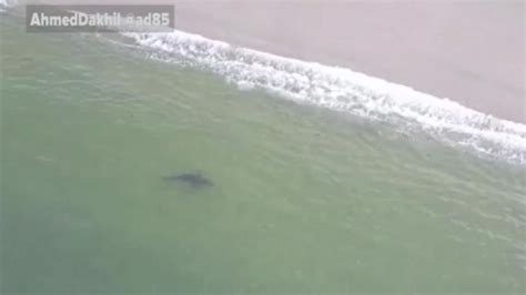 Shark Spotted Close To Shore Off Long Beach California Video Abc News