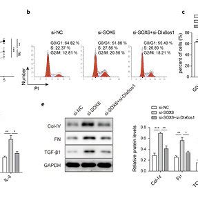 Sox Mediates The Effects Of Lncrna Dlx Os On Proliferation Fibrosis