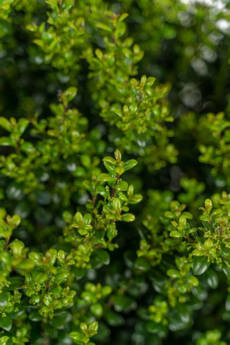 Steeds Upright Japanese Holly For Sale Online | The Tree Center