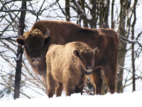 Hd Wallpaper Two Brown Bisons On Tundra Animals Bison Europe Mammal