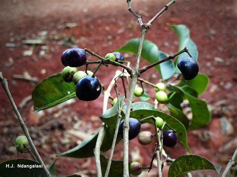 Syzygium Guineense Images Useful Tropical Plants