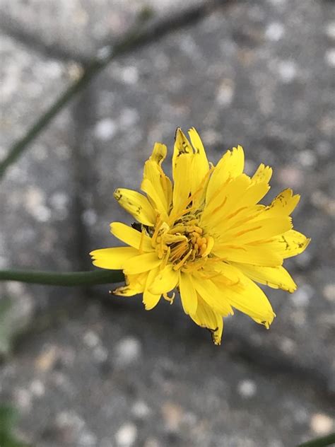 Gewöhnliches Ferkelkraut Hypochaeris radicata 3 Flickr