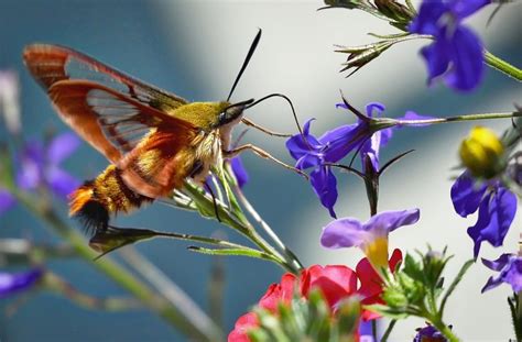 Hummingbird Moth Caterpillar Hemaris Diffinis Facts And Myths