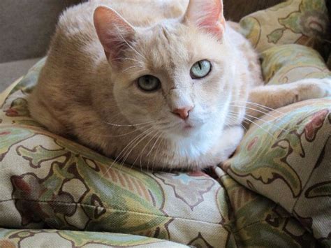 Sweet Reno Cat Photography