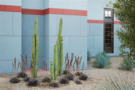 The Ancient Wonders Of The San Pedro Cactus — Flora Grubb Gardens