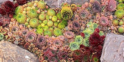 How to build a succulent rock garden