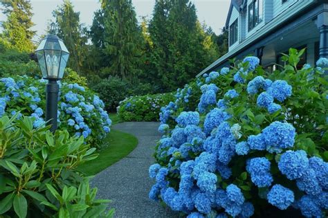 A Blue Garden Classique Jardin Vancouver Houzz