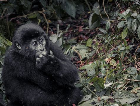 Black Gorilla on Tree Branch · Free Stock Photo