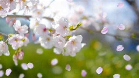 桜｜気になる話題アラカルト