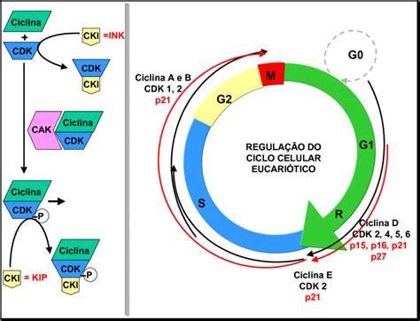 Esquema Ilustrativo Das Fases Do Ciclo Celular De Mam Feros E As The