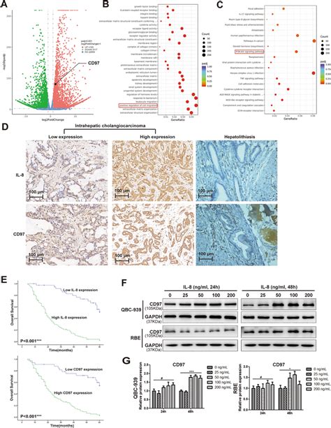 Cd Molecules Are The Targets Of Il And Associate With Icc Protocol