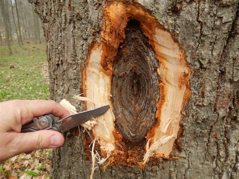 Basswood bark “explosions” caused by Nectria cankers