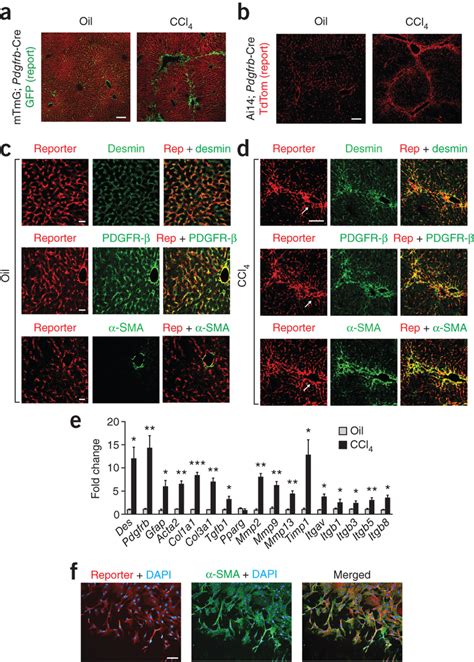 Pdgfrb Cre Effectively Targets Recombination In Quiescent And Activated