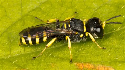 Crabronid Wasp Lestica Ectemnius Bugguide Net