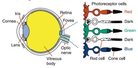 [DIAGRAM] Dog Eye Diagram Cones - MYDIAGRAM.ONLINE