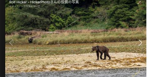 ガリガリに痩せた野生のクマ。衝撃的な写真がカナダで撮影される。 ハフポスト World